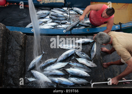 Tonno Bonito pesce venga scaricato dalle barche a Playa San Juan Tenerife Canarie Spagna Foto Stock