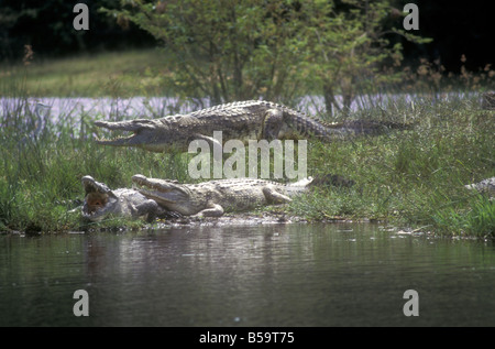 Enormi coccodrilli del Nilo sulle rive del fiume Nilo in Murchison Falls National Park in Uganda Foto Stock
