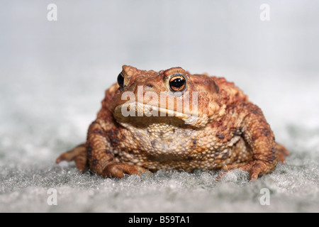 Il rospo grande chiuso sul soggiorno moquette Foto Stock