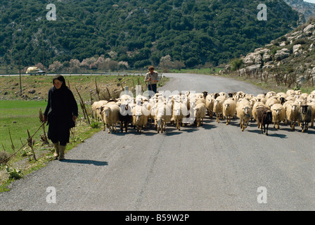 Pecore essendo herded lungo la strada altopiano di Lasithi Creta Isole Greche grecia Europa Foto Stock