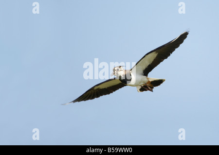 Pavoncella chiamando in volo Venellus venellus Sud Uist Ebridi Esterne della Scozia UK BI016752 Foto Stock