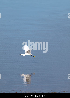 Garzetta, Egretta garzetta, volando a bassa quota sopra l'acqua. Foto Stock