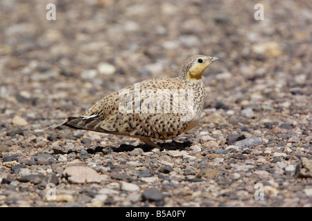 Avvistato Sandgrouse, pterocles senegallus, Marocco Foto Stock