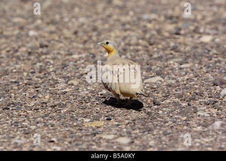 Avvistato Sandgrouse, pterocles senegallus, Marocco Foto Stock