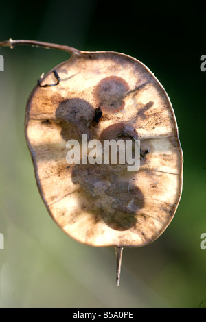 Un back lit semi traslucido pod dell annuale onestà fiore (Lunaria annua), Inghilterra, Regno Unito Foto Stock