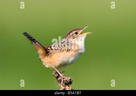 Sedge Wren Cistothorus platensis Appleton Chippewa County Minnesota Stati Uniti 29 Maggio Troglodytidae adulti Foto Stock