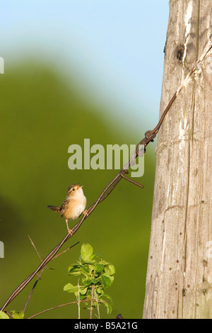 Sedge Wren Cistothorus platensis Appleton Chippewa County Minnesota Stati Uniti 29 Maggio Troglodytidae adulti Foto Stock