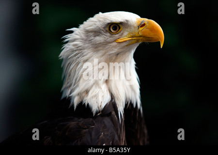 American bald eagle Foto Stock