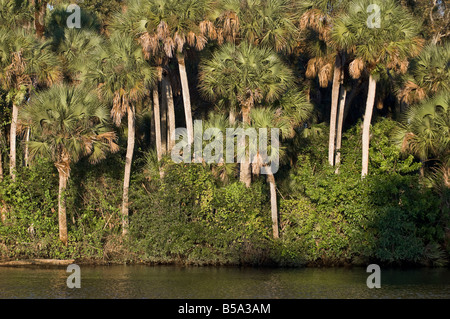 Palm tree lungo North fork del Saint Lucie fiume in Port Saint Lucie Florida N Forcella Saint Lucie River Foto Stock