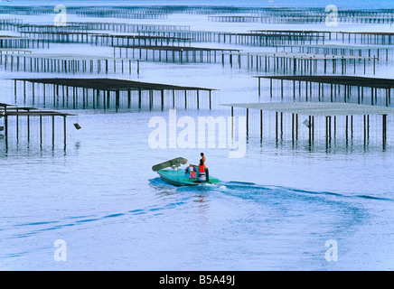 OYSTER-agricoltori sulla barca a vela di OYSTER FARM "Bassin de Thau' BASIN LANGUEDOC FRANCIA Foto Stock