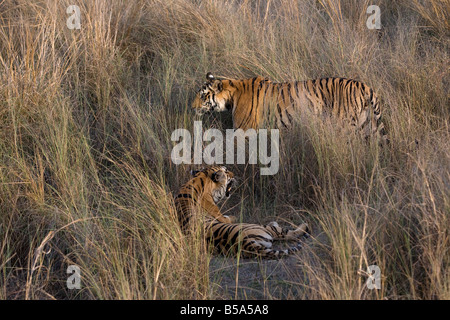 Indian Tiger (tigre del Bengala) (Panthera tigris tigris) sbadigli, Bandhavgarh National Park, Madhya Pradesh, India Foto Stock