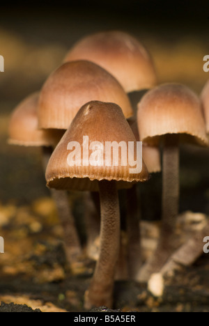 Piccolo 20mm funghi crescono su un decadimento del registro di bosco Foto Stock