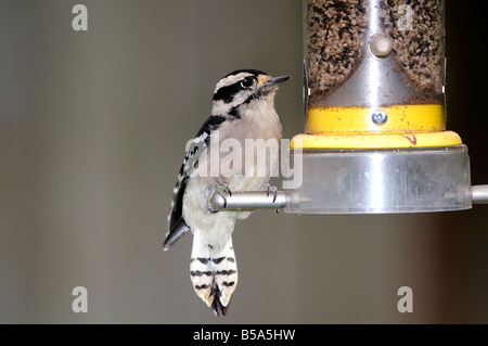 Una femmina di Picchio Roverella, Picoides pubescens, su un bird feeder in Oklahoma, Stati Uniti d'America. Foto Stock