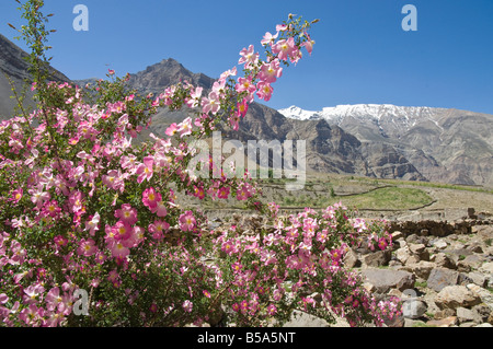 Wild Rose arbusti in fiore con le montagne al di là, Spiti Valley, Spiti, Himachal Pradesh, India Foto Stock