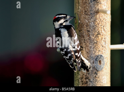 Un maschio di roverella, picchio Picoides pubescens, alimenta a un uccello alimentatore. Oklahoma, Stati Uniti d'America. Foto Stock