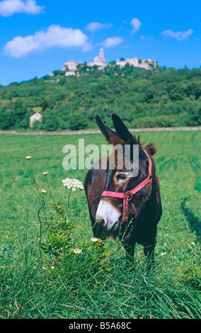 Asino in pascolo, La Garde-Adhemar hilltop village in distanza, Drôme, la Valle del Rodano, Francia, Europa Foto Stock