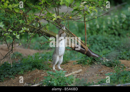 Mangiare coniglio dalla struttura ad albero. Foto Stock