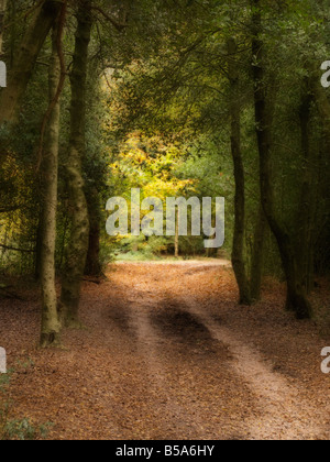 Sundappled percorso attraverso un bosco in autunno Foto Stock