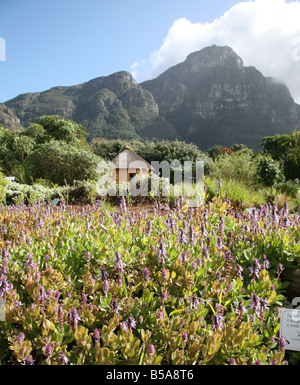 Kirstenbosch National Botanical Gardens Cape Town Sudafrica con Table Mountain nel retro - Messa a terra Foto Stock