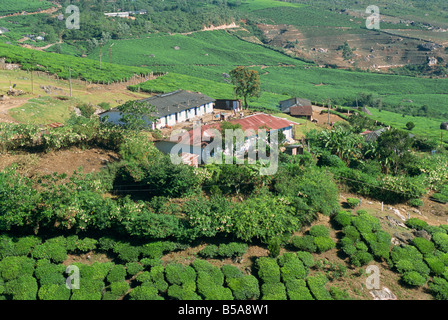 Paese del tè, i Ghati Occidentali vicino a Munnar, Kerala, India Foto Stock