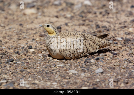 Avvistato Sandgrouse, pterocles senegallus, Marocco Foto Stock