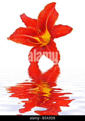 Giglio rosso vicino sfondo flora Foto Stock
