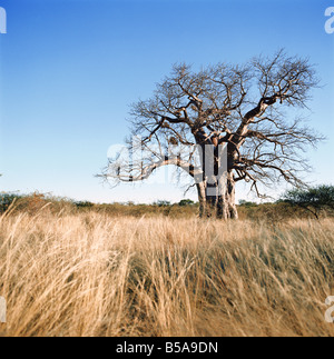 Sud Africa, Provincia di Limpopo, Kruger Park, Sud la maggior parte dei baobab nel paesaggio erboso Foto Stock