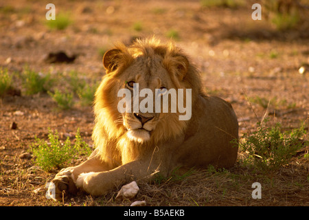 Leone maschio Samburu Riserva nazionale del Kenya East Africa Africa Foto Stock