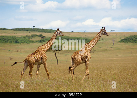 Masai giraffe Masai Mara riserva nazionale del Kenya East Africa Africa Foto Stock