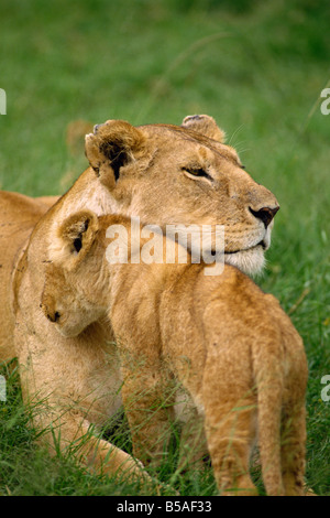 Leonessa e cub Masai Mara riserva nazionale del Kenya East Africa Africa Foto Stock