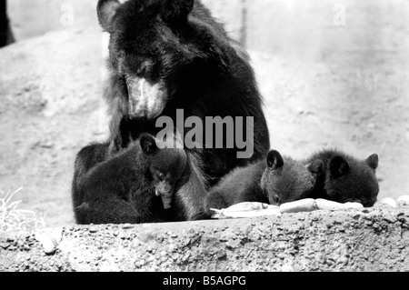 I tre-alcuni, tre orsi neri chiamato Daphne, Chloe e Montmorency le partite giocate con la loro madre Bessie nei loro penna mentre Foto Stock