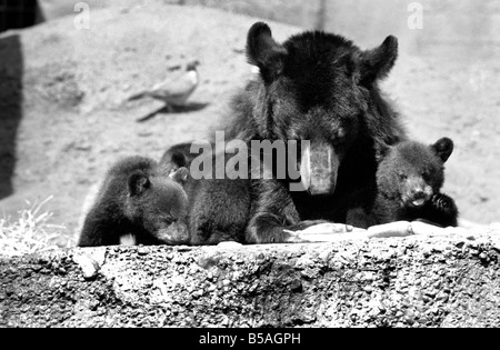 I tre-alcuni, tre orsi neri chiamato Daphne, Chloe e Montmorency le partite giocate con la loro madre Bessie nei loro penna mentre Foto Stock