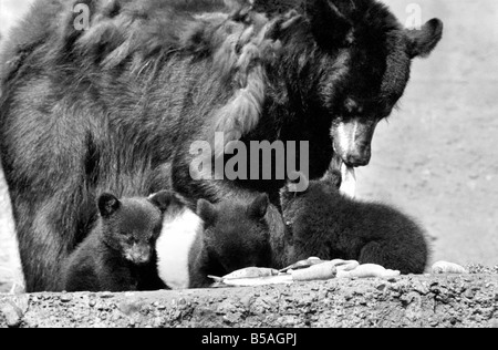 I tre-alcuni, tre orsi neri chiamato Daphne, Chloe e Montmorency le partite giocate con la loro madre Bessie nei loro penna mentre Foto Stock