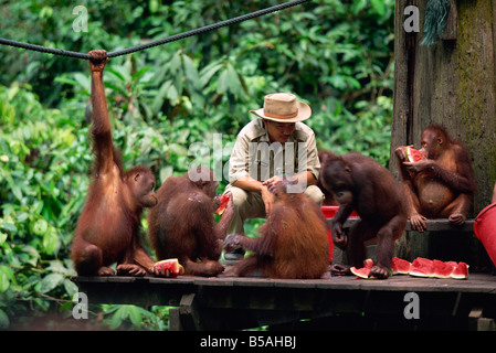 Riabilitato oranghi dalla foresta alimentazione al Sepilok orango santuario nella punta settentrionale del Borneo, Sabah, Malaysia Foto Stock