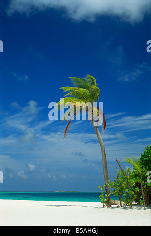 Palm Tree sulla spiaggia dell'isola di Nakatchafushi alle Maldive Oceano Indiano Asia Foto Stock