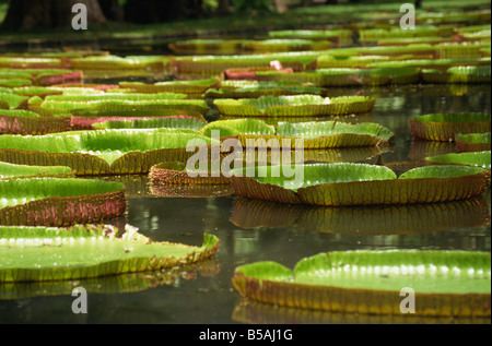 Ninfee giganti, Giardini Botanici, Pamplemousses, Mauritius, Africa Foto Stock