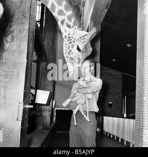 Le giraffe sono tra i più curiosi le creature presso lo Zoo di Londra. Così quando il detentore di Jeff Nicklin aveva per l'alimentazione del bambino Buck nero che era stata abbandonata da sua madre 'Hilary', la giraffa non ha saputo resistere alla tentazione di sbirciare oltre è la spalla. Naturalmente era anche la speranza di ottenere una parte del latte. Gennaio 1981 Foto Stock