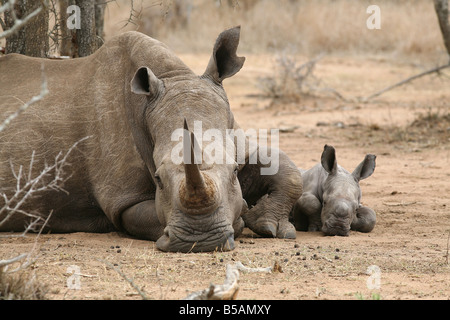 Femmina bianca Rhino con settimana di età di vitello, Hlane Royal National Park, Swaziland, Africa Foto Stock