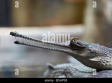 Dettaglio della testa della Indial gavial - criticamente le specie in via di estinzione - Gavialis gangeticum Foto Stock