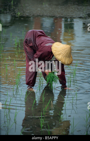 Una donna del trapianto del riso in un campo di risone in Hualien pianure in Taiwan Asia Foto Stock