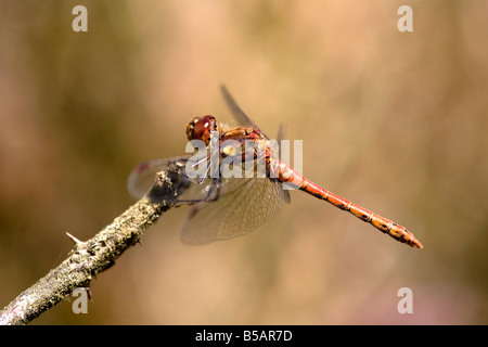 Common darter Sympetrum striolatum dragonfly maschio