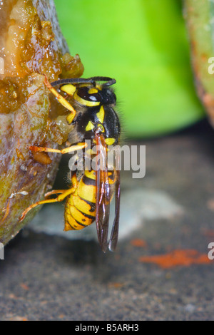Il tedesco Wasp, Vespula germanica. Alimentazione su un marcio fig Foto Stock