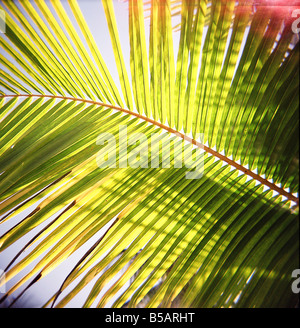 Verde foglie di palmo catturato contro il cielo con la luce del sole attraverso lo streaming di Jambiani Zanzibar Tanzania Africa est Africa Foto Stock