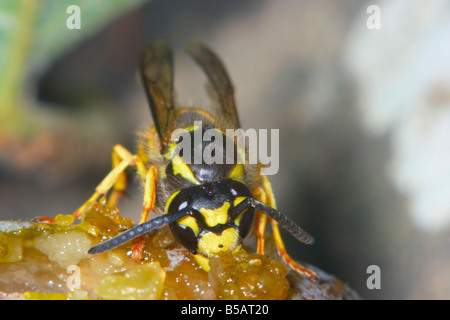 Il tedesco Wasp, Vespula germanica. Alimentazione su un marcio fig. Primo piano della testa Foto Stock