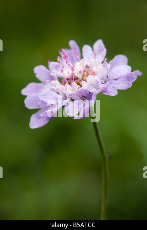 Campo Knautia scabious arvense Foto Stock