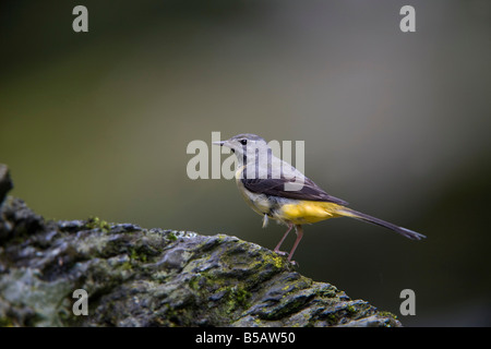 Gray wagtail Motacilla cinerea su roccia Foto Stock