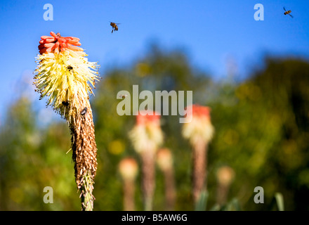 Api attratti da 'Red Hot Pokers' in autunno Foto Stock