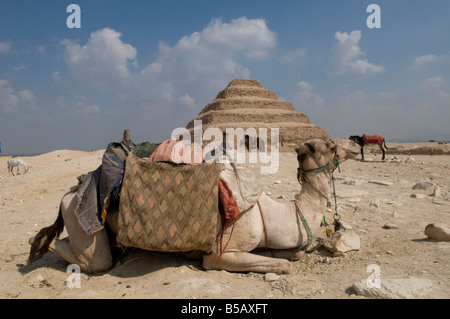 Cammello all'djoser (zoser) passo piramide a Saqqara sepoltura antica terra che serve come la necropoli dell'antica capitale egiziana, Memphis egitto Foto Stock