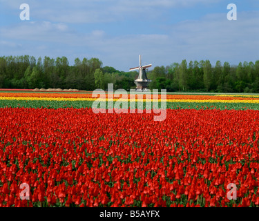 Campo di tulipani con un mulino a vento in background nei pressi di Amsterdam Holland Europa Foto Stock