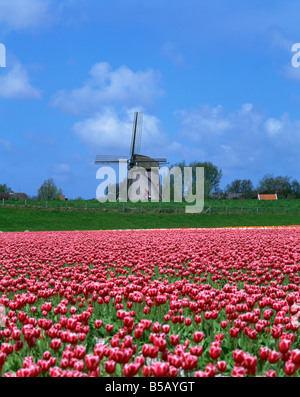 Campo di tulipani di fronte ad un mulino a vento nei pressi di Amsterdam Holland Europa Foto Stock